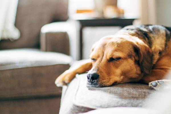 Dog laying on a couch.